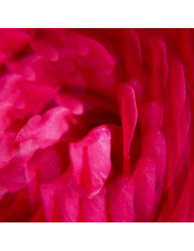 ROGER GALLET CREMA DE MANOS GIN ROUGE 30ML