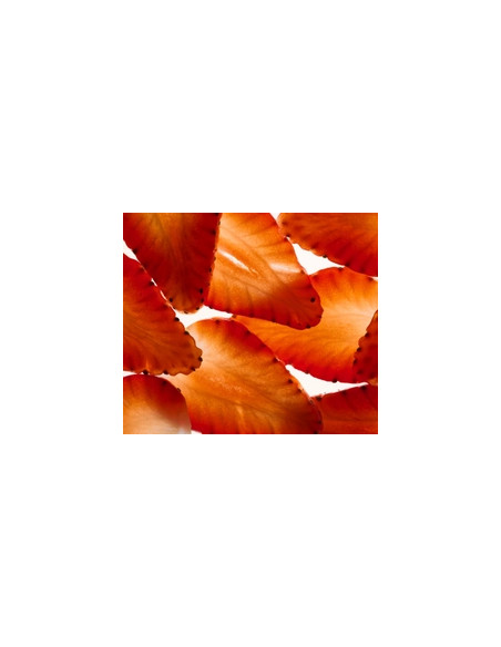 TARA ACONDICIONADOR HIDRATANTE FRESA + NMF 150ML